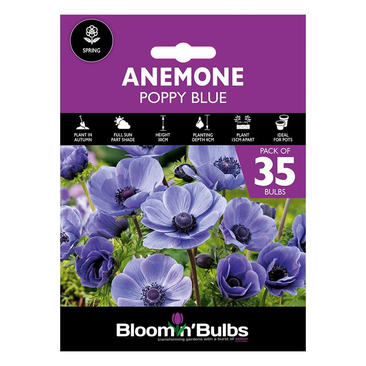 Picture of ANEMONE POPPY BLUE 35pk