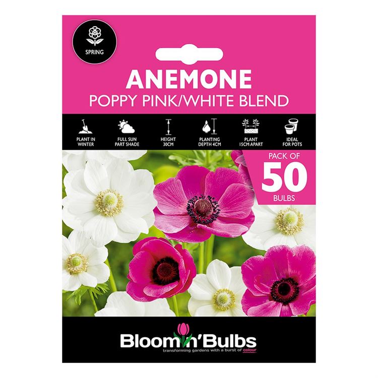 Picture of ANEMONE POPPY PINK/WHITE BLEND 50pk