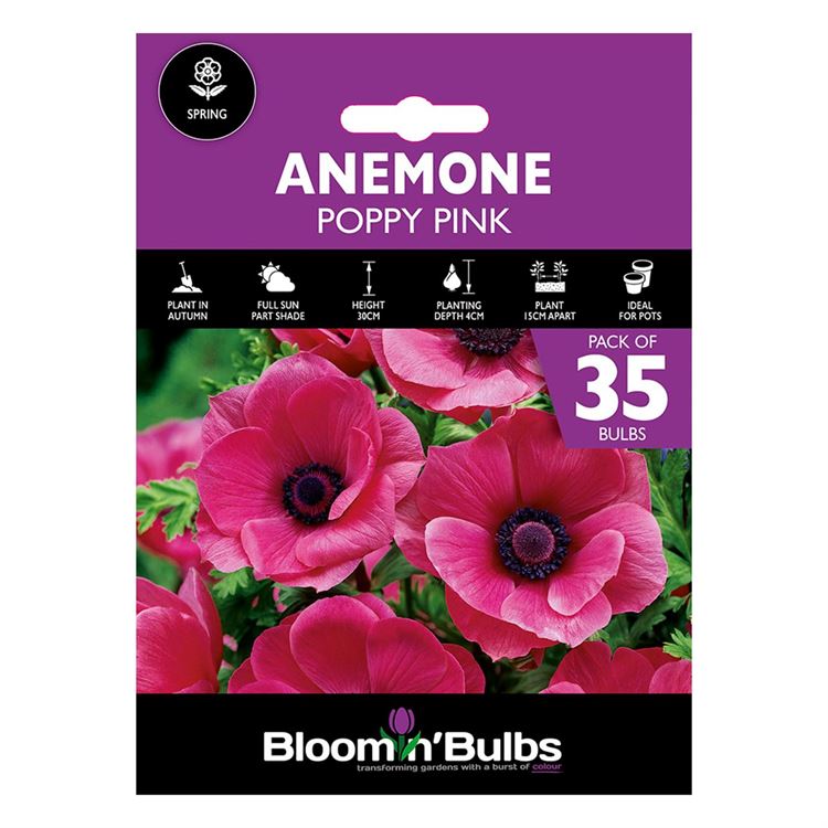 Picture of ANEMONE POPPY PINK 35pk