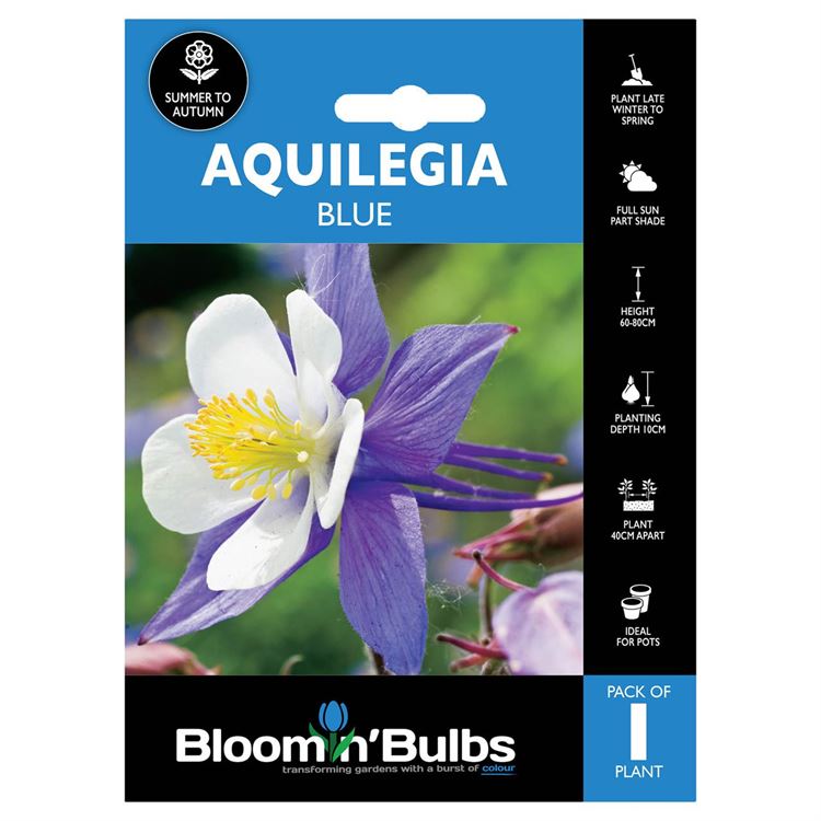 Picture of AQUILEGIA BLUE AND WHITE 1pk