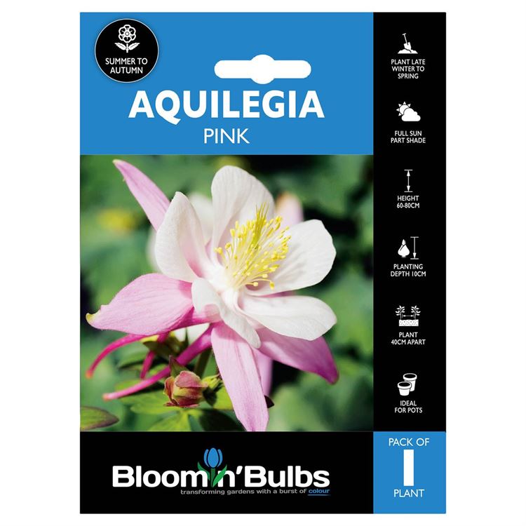 Picture of AQUILEGIA PINK AND WHITE 1pk