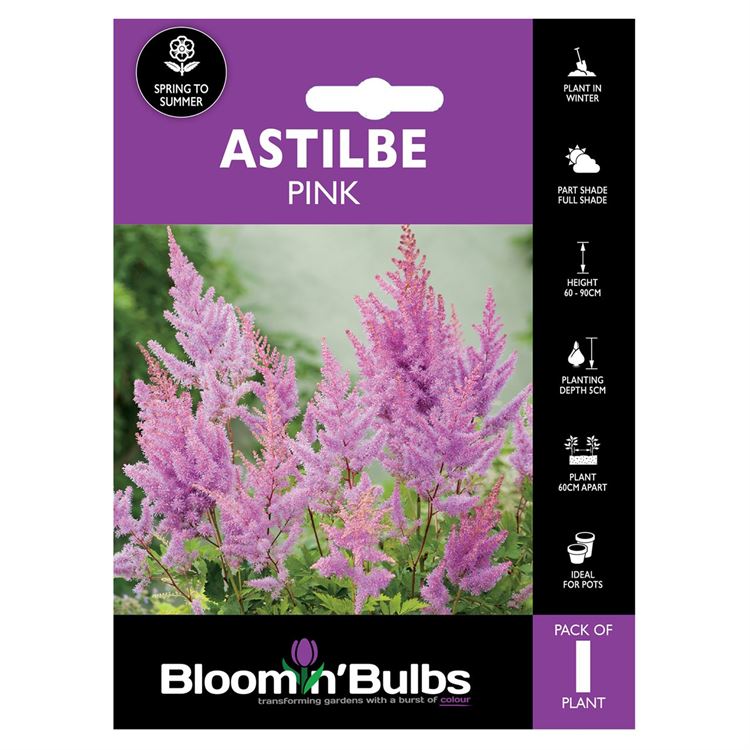 Picture of ASTILBE PINK 1pk
