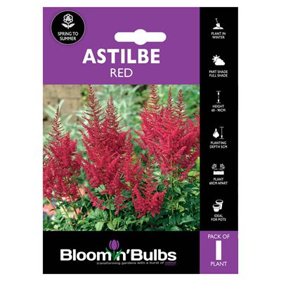 Picture of ASTILBE RED 1pk