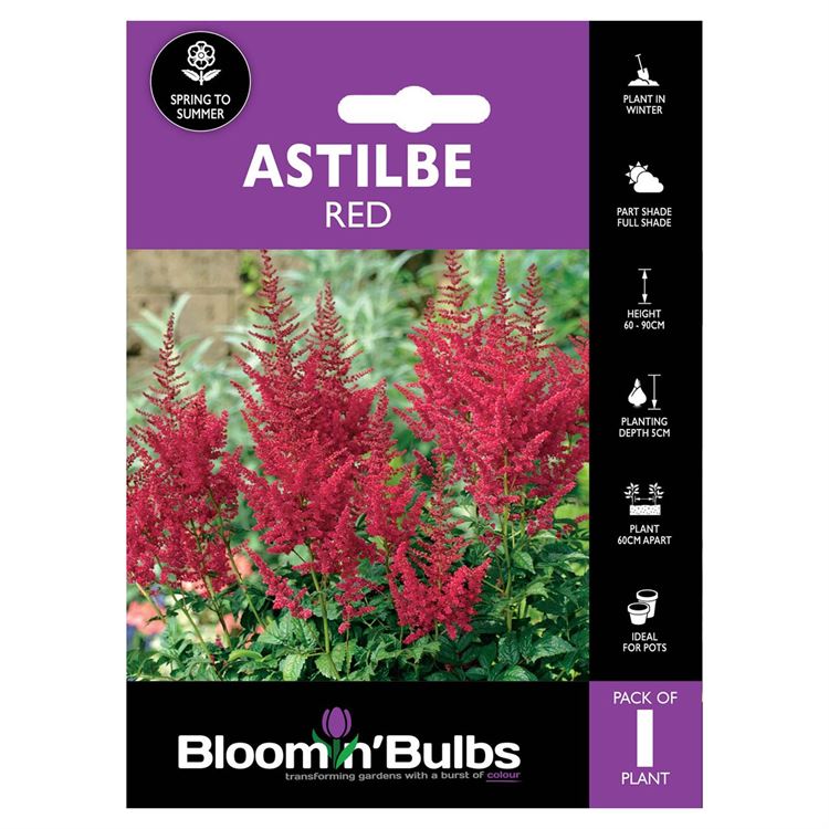 Picture of ASTILBE RED 1pk
