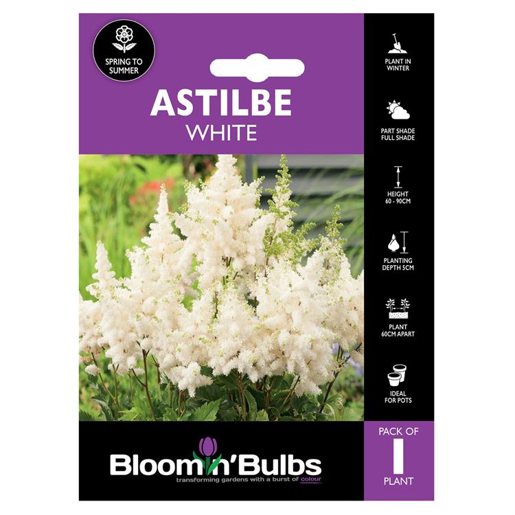 Picture of ASTILBE WHITE 1pk
