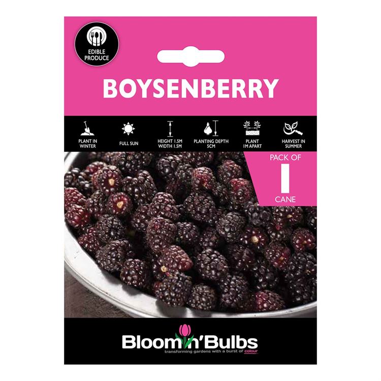 Picture of BOYSENBERRY 1pk