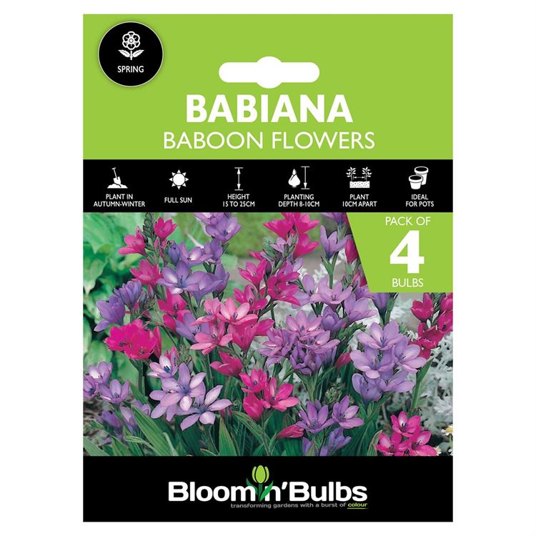 Picture of BABIANA BABOON FLOWERS 4PK
