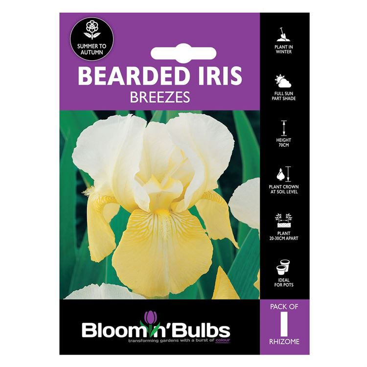 Picture of BEARDED IRIS BREEZES 1pk