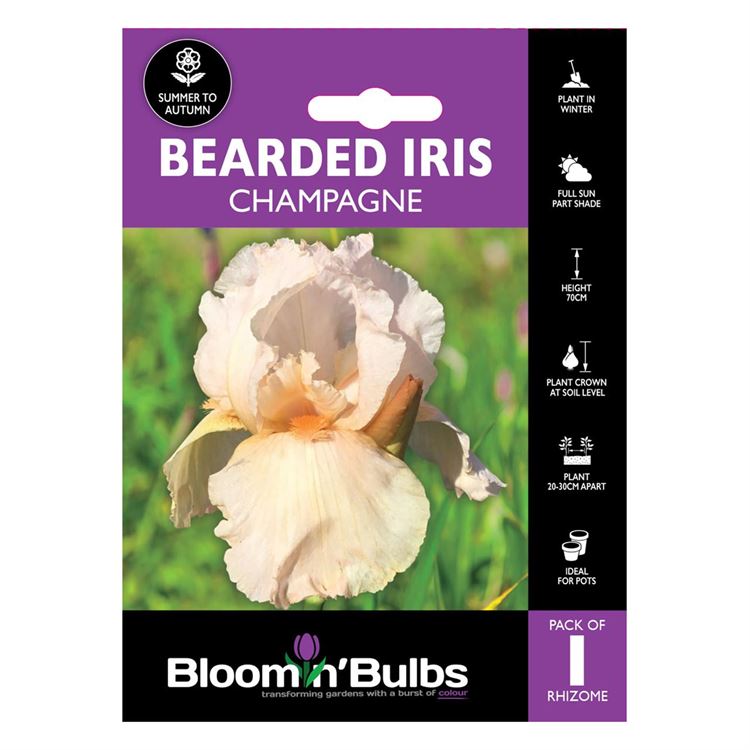 Picture of BEARDED IRIS CHAMPAGNE 1pk