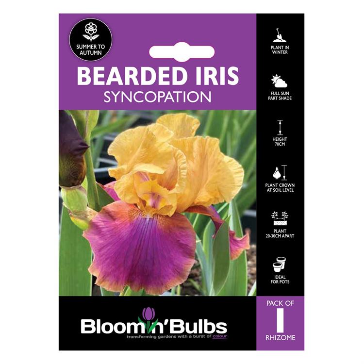 Picture of BEARDED IRIS SYNCOPATION 1pk