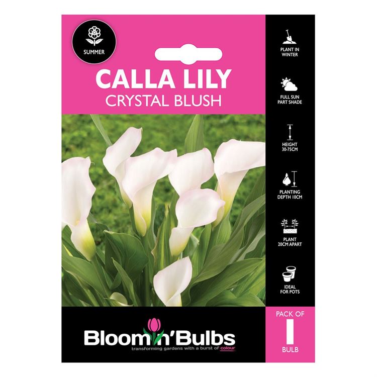 Picture of CALLA LILY CRYSTAL BLUSH 1pk