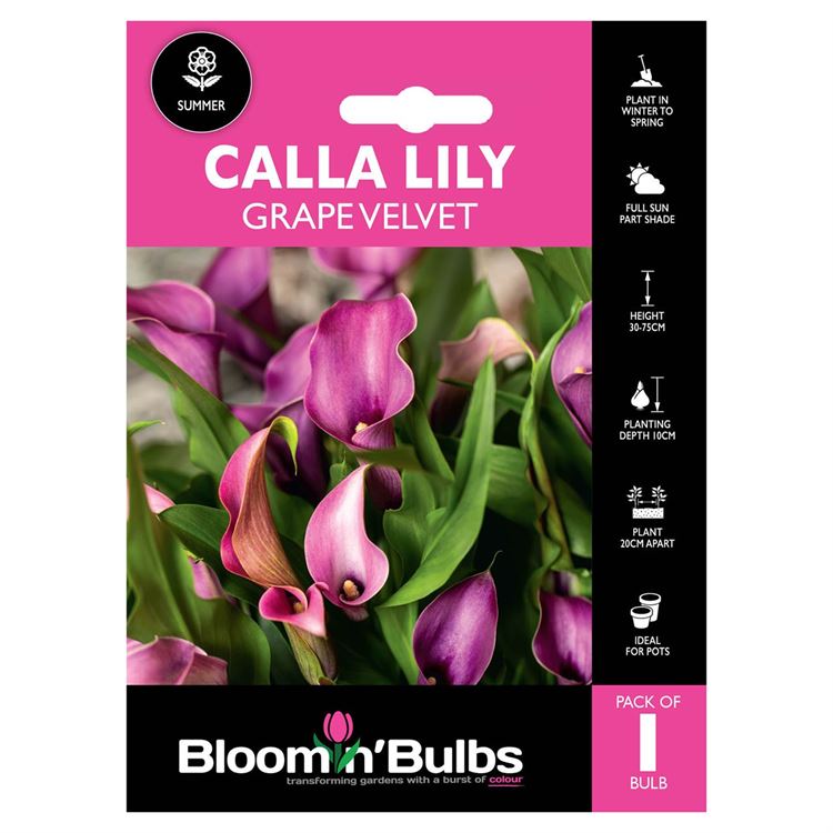 Picture of CALLA LILY GRAPE VELVET 1pk