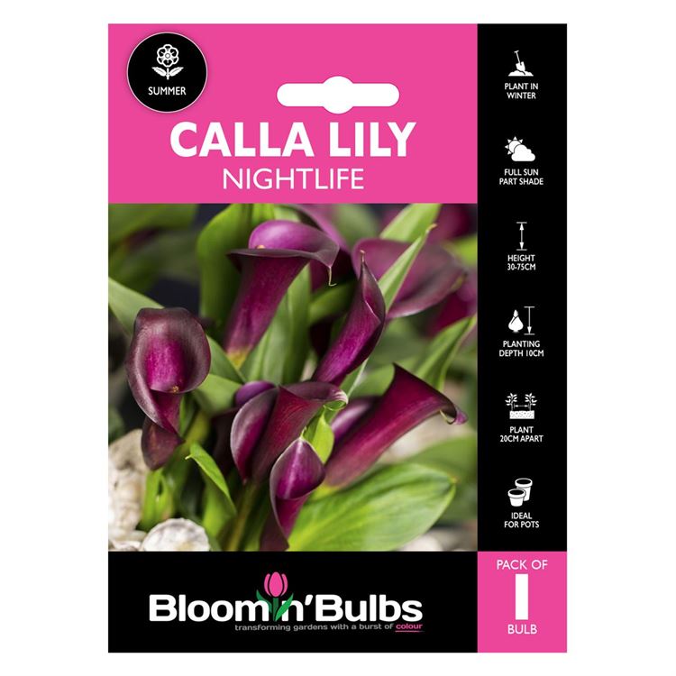 Picture of CALLA LILY NIGHTLIFE 1pk