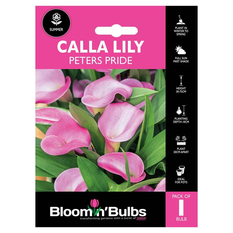 Picture of CALLA LILY PETERS PRIDE 1pk