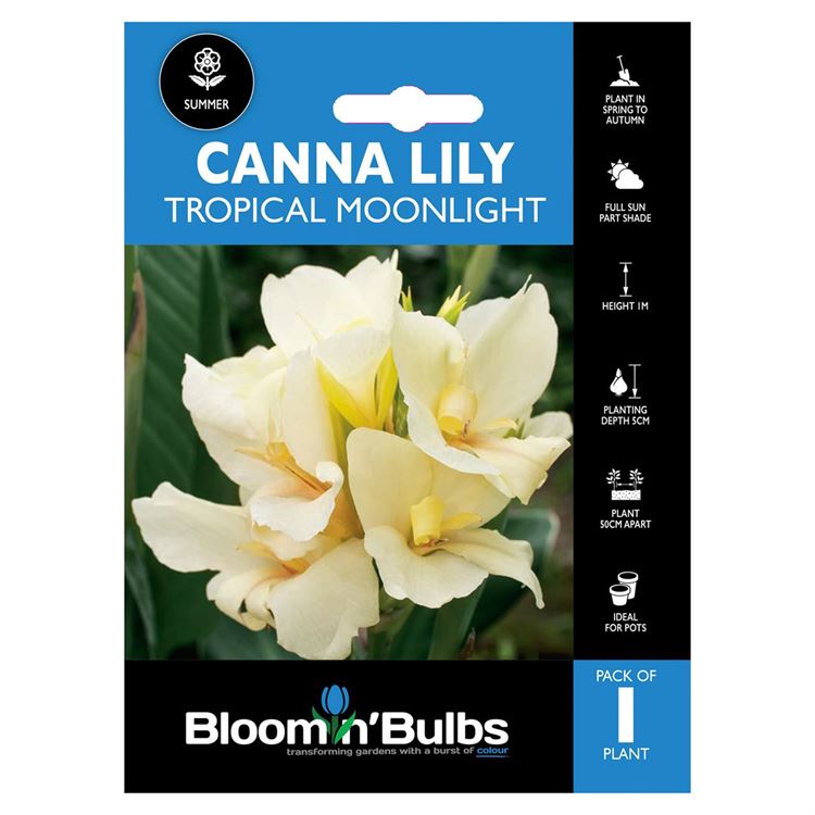 Picture of CANNA LILY TROPICAL MOONLIGHT 1pk