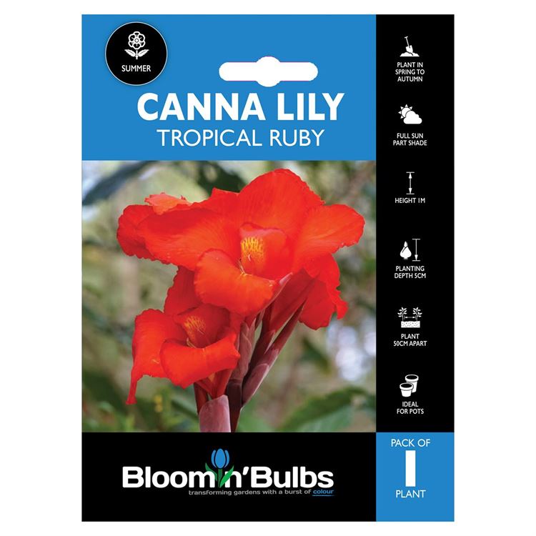 Picture of CANNA LILY TROPICAL RUBY 1pk