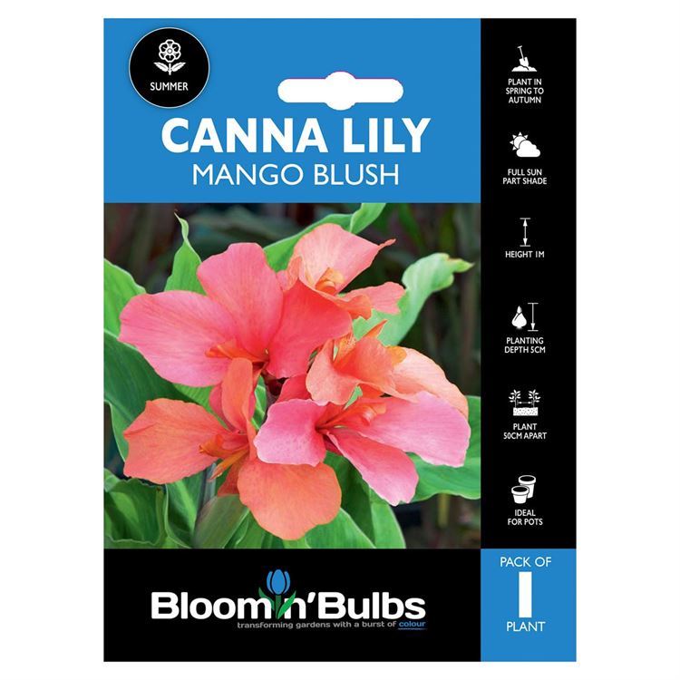 Picture of CANNA LILY MANGO BLUSH 1pk