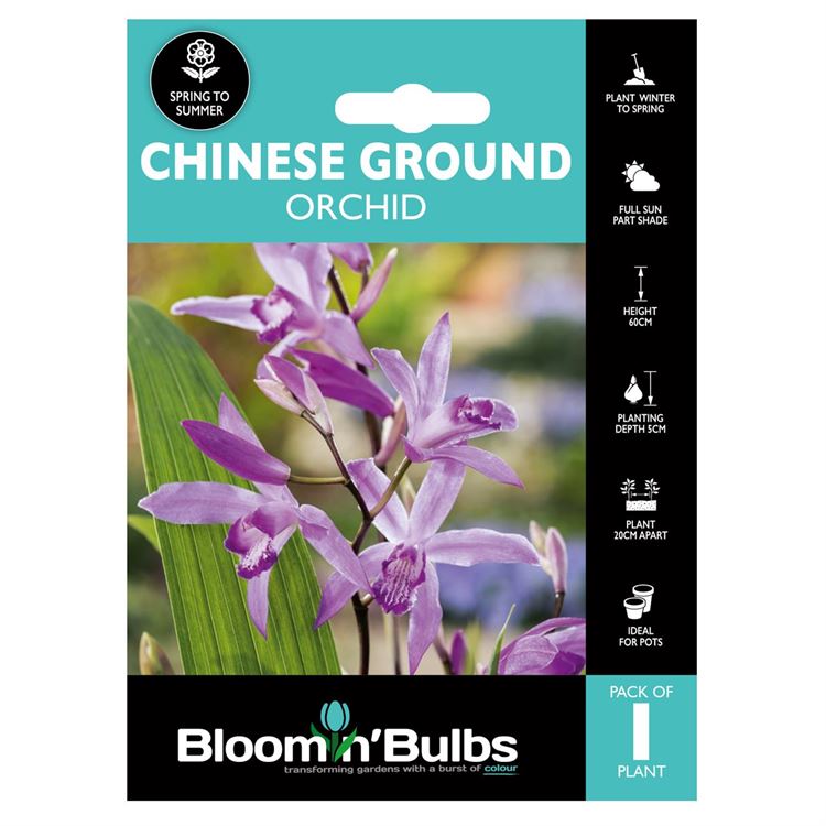 Picture of CHINESE GROUND ORCHID 1pk