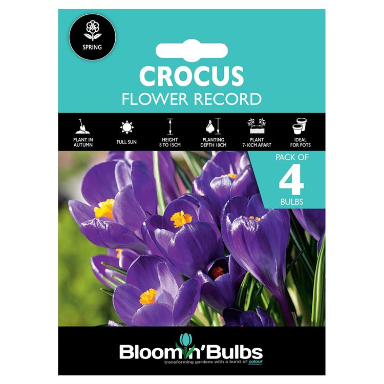 Picture of CROCUS FLOWER RECORD 4pk