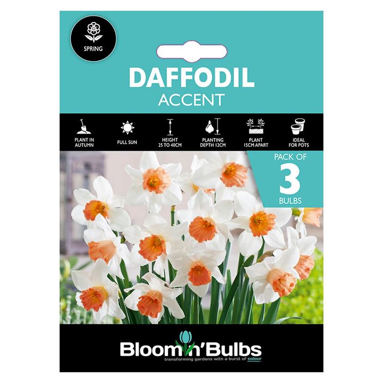 Picture of DAFFODIL ACCENT 3pk
