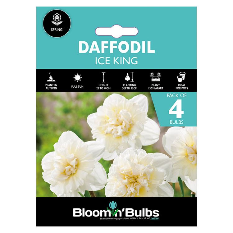 Picture of DAFFODIL ICE KING 4pk