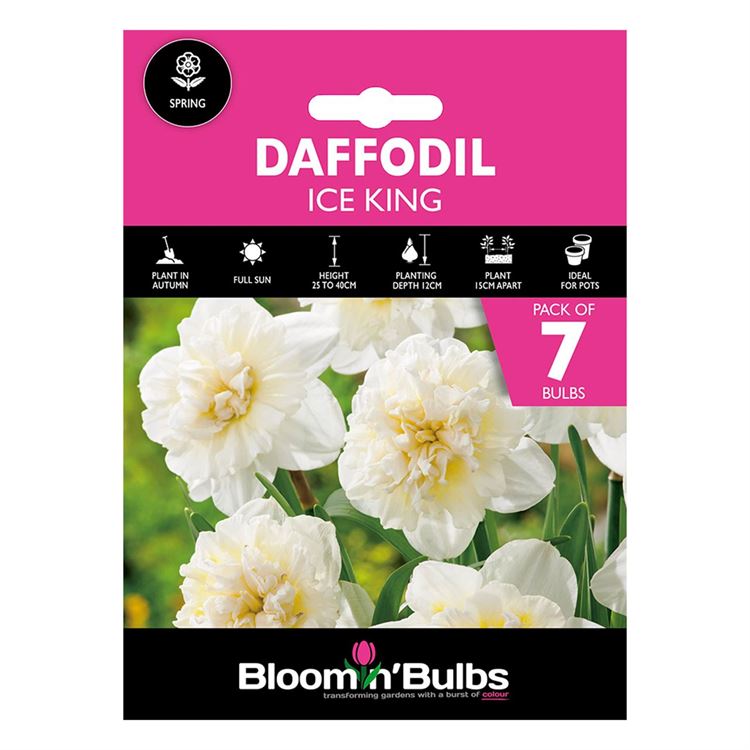Picture of DAFFODIL ICE KING 7pk
