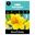 Picture of DAFFODIL JETFIRE 3pk