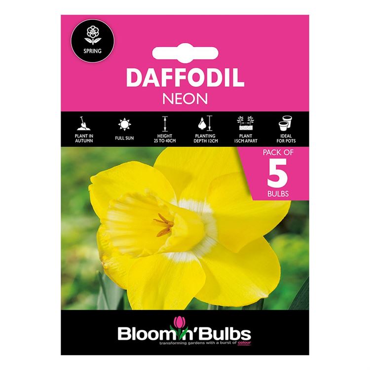 Picture of DAFFODIL NEON 5pk