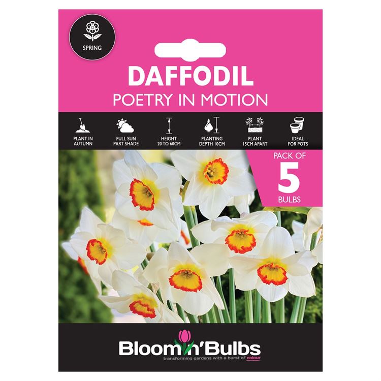 Picture of DAFFODIL POETRY IN MOTION 5pk