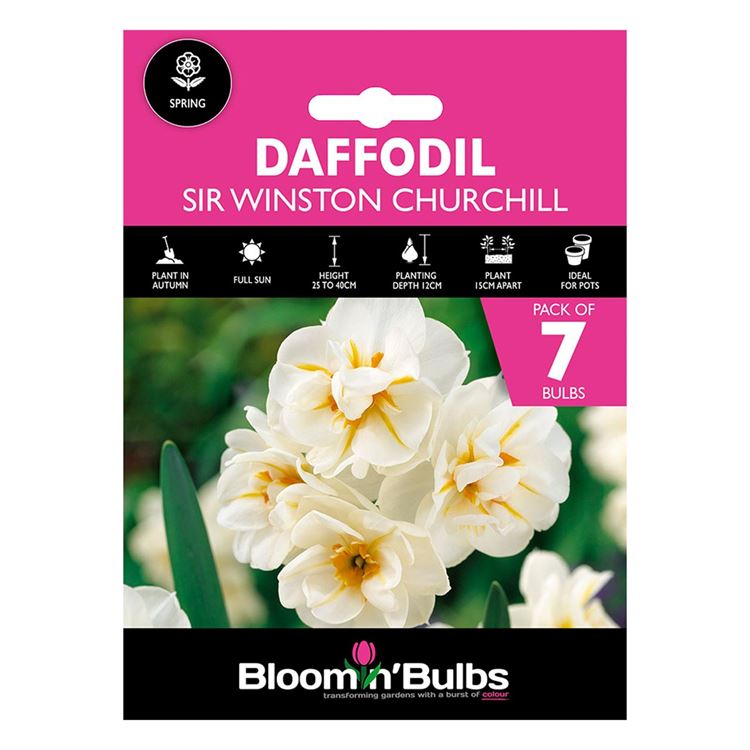 Picture of DAFFODIL SIR WINSTON CHURCHILL 7pk