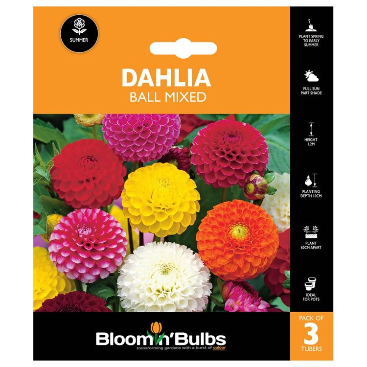 Picture of DAHLIA BALL MIXED 3pk