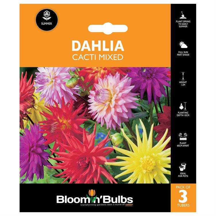 Picture of DAHLIA CACTI MIXED 3pk