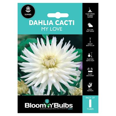 Picture of DAHLIA MY LOVE 1pk