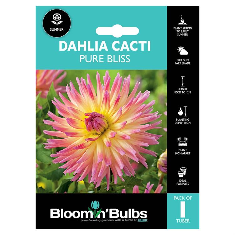 Picture of DAHLIA PURE BLISS 1pk