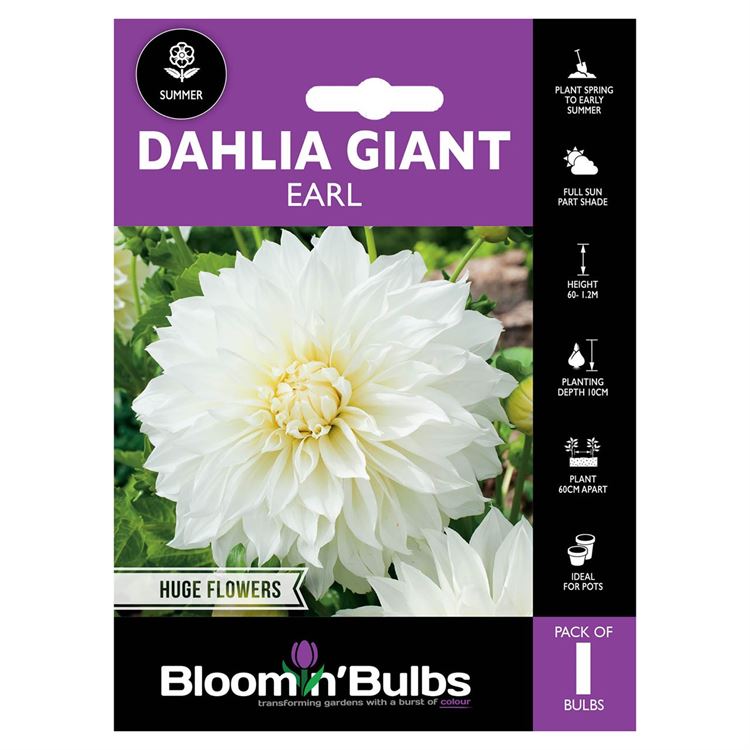 Picture of DAHLIA EARL 1pk