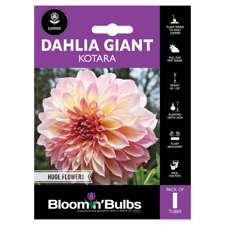 Picture of DAHLIA KOTARA 1pk