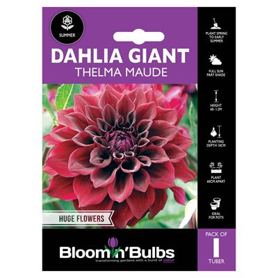 Picture of DAHLIA THELMA MAUDE 1pk