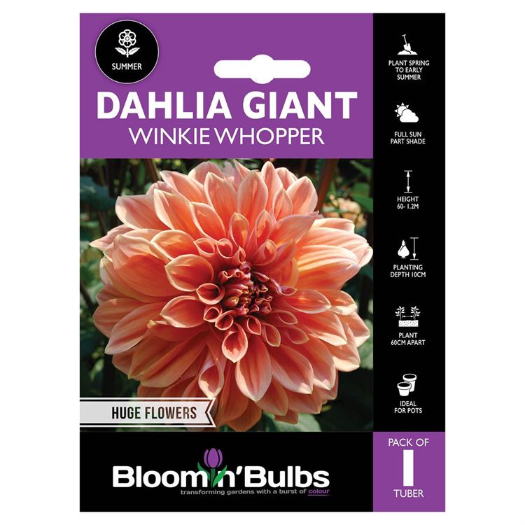 Picture of DAHLIA WINKIE WHOPPER 1pk