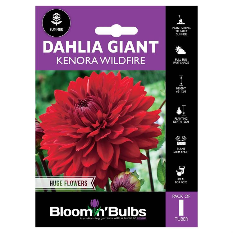 Picture of DAHLIA KENORA WILDFIRE 1pk