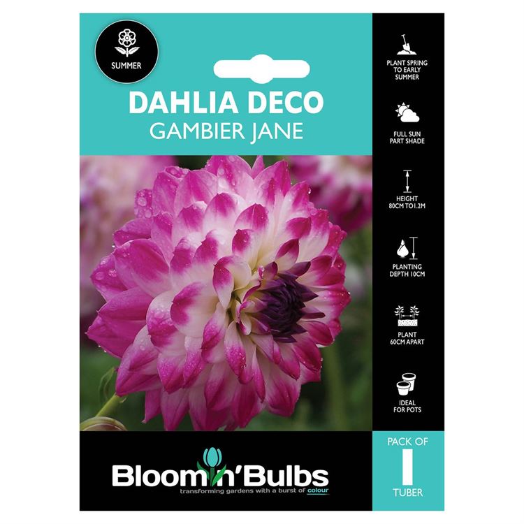 Picture of DAHLIA GAMBIER JANE 1pk