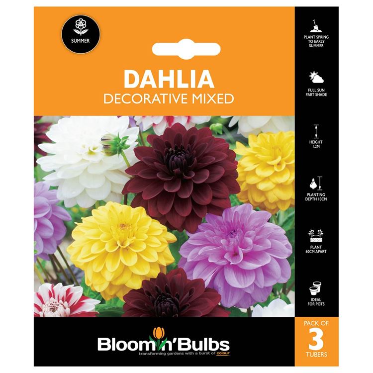 Picture of DAHLIA SHOW(decorative) MIXED 3pk