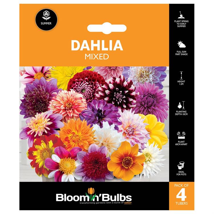 Picture of DAHLIA MIXED 4pk