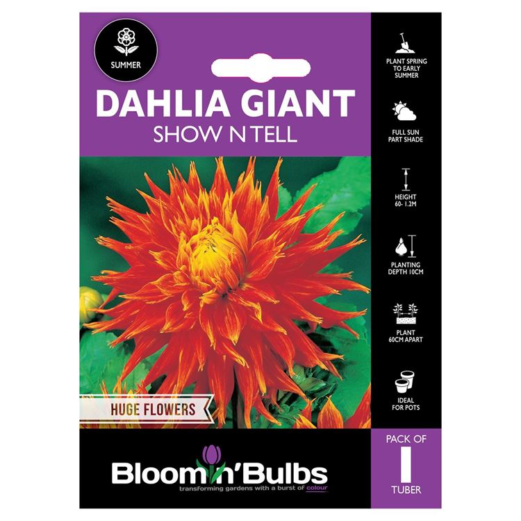 Picture of DAHLIA SHOW N TELL 1pk