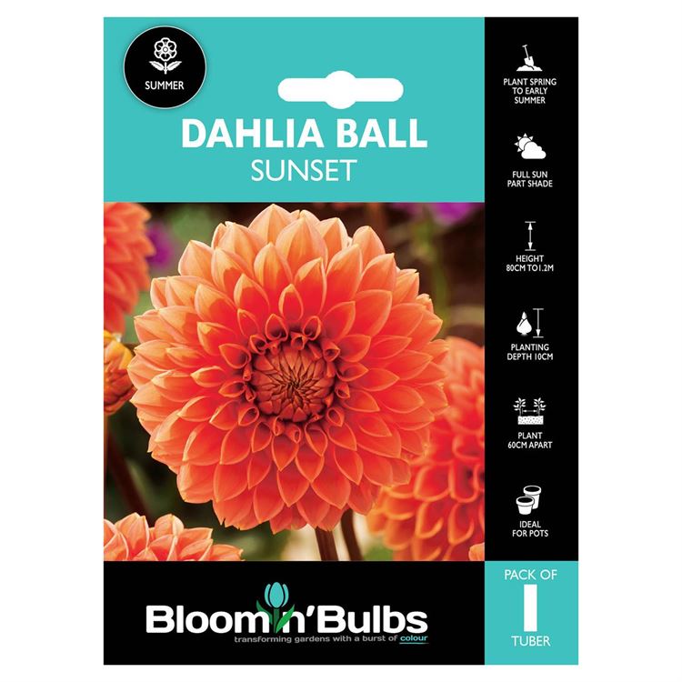 Picture of DAHLIA SUNSET 1pk