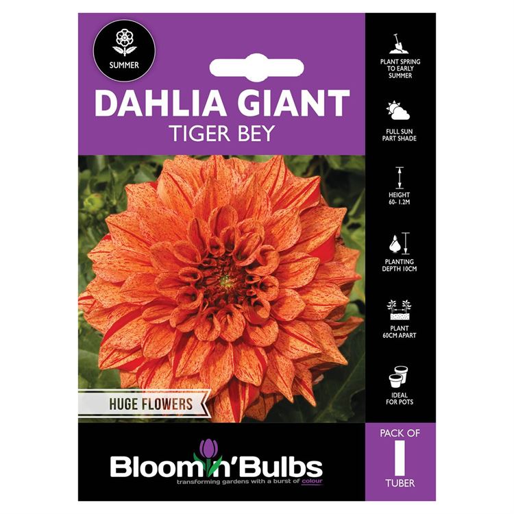 Picture of DAHLIA TIGER BEY 1pk