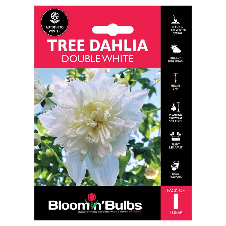 Picture of TREE DAHLIA DOUBLE WHITE 1pk