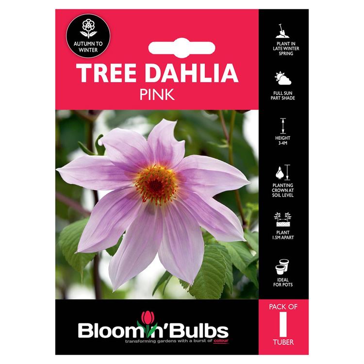 Picture of TREE DAHLIA PINK 1pk