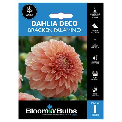 Picture of DAHLIA BRACKEN PALOMINO 1 PK