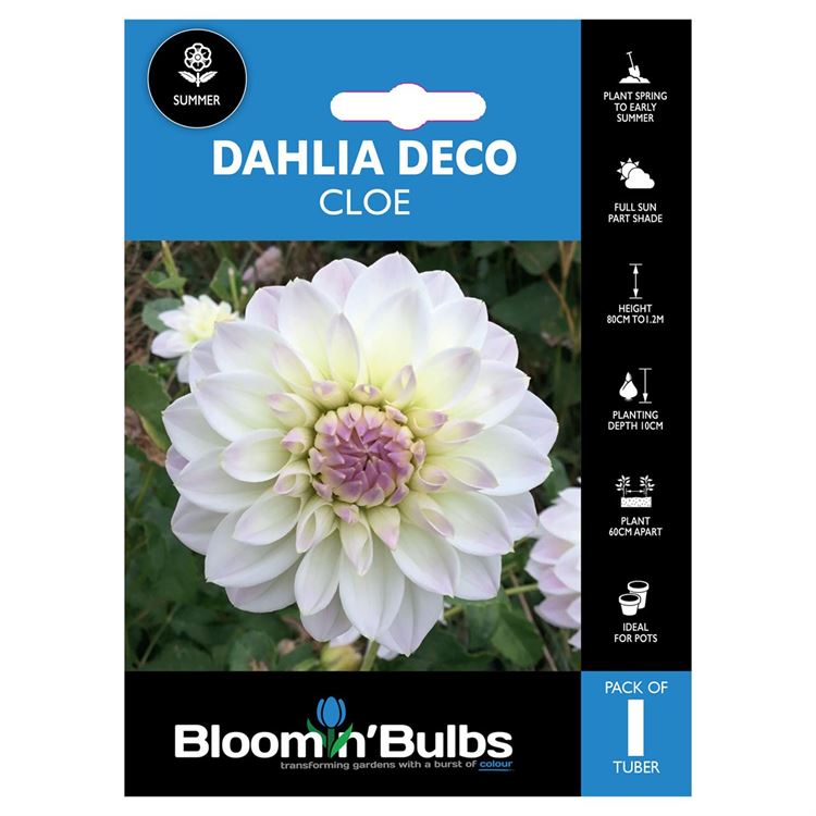 Picture of DAHLIA CLOE 1PK