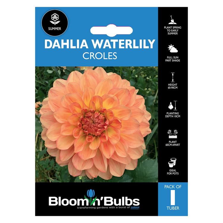 Picture of DAHLIA CROLES 1 PK